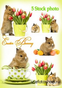 Пасхальные кролики и тюльпаны - Растровый клипарт