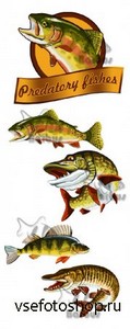 Predatory fishes /   - Vector stock