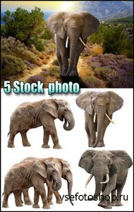 Слоны на белом фоне, слон на фоне природы - растровый клипарт 