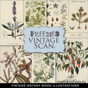 Scrap-kit - Vintage Botany Illustrations 2013 - 2