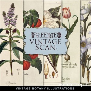 Scrap-kit - Vintage Botany Illustrations 2013 - 1