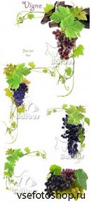 Grapevine and grapes /     