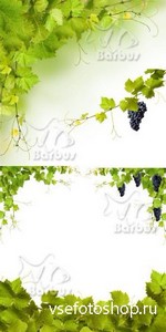 Grapevine and grapes 2 /     2