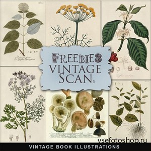 Scrap-kit - Vintage Botany Illustrations 2013 - 3