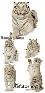 Белый тигр / White tiger