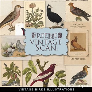 Scrap-kit - Vintage Book Birds Illustrations 2