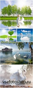   / White swans - Raster clipart