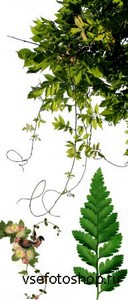 Scrap Set - Leaves and Branches PNG Files