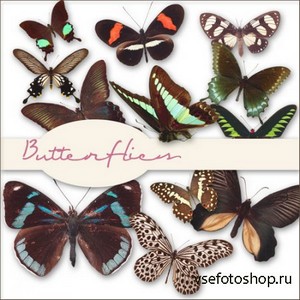 Scrap Set - Butterflies 3 PNG Files