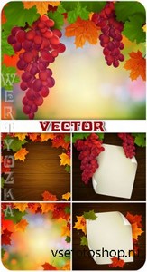  ,   / Bunches of grapes, autumn leaves - vect ...