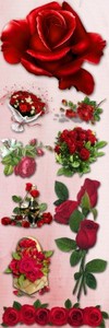 Red Roses PNG Files