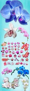 Beautiful Orchids PNG Files