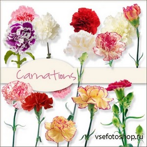 Scrap Set - Carnations PNG Files