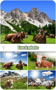 Животный мир, коровы /  Animal world, cows - Raster clipart