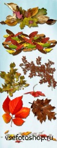 Autumn Leaves 3 PNG Files