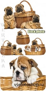     / Funny little dog in a basket - Raster clipart