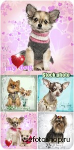   ,  / Beloved pets, dogs - Raster clipart