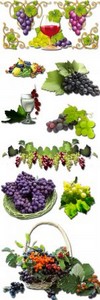 Grapes on a White Background PNG Files