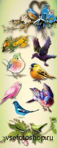 Beautiful Birds PNG Files
