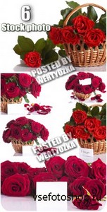 ,        / Roses - stock photos