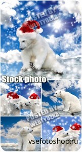 Белый медведь в шапке санты / Polar bear in santa hat - stock photos