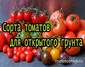 Сорта томатов для открытого грунта (2013) DVDRip