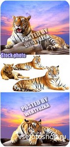 Тигр, хищник - сток фото