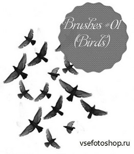 Birds Brushes