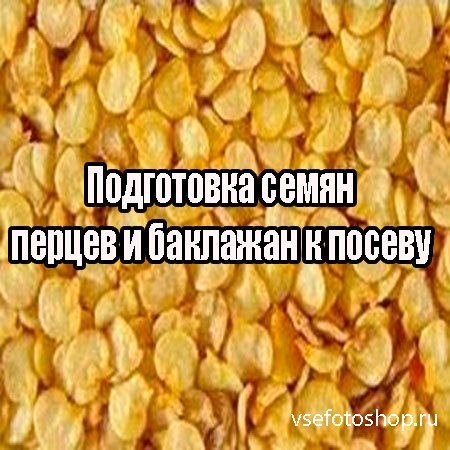 Подготовка семян перцев и баклажан к посеву  (2013) DVDRip
