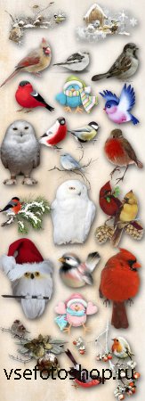 Winter Birds PNG Files