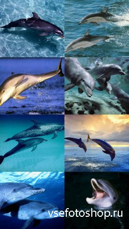 Wallpapers devoted to the Dolphins