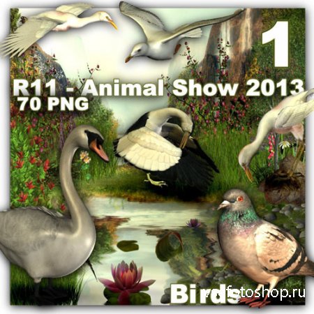 Animal Show - Birds PNG Files
