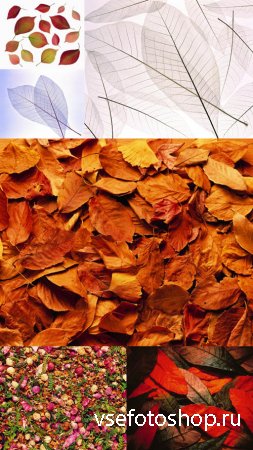 Dry Leaves Textures JPG Files