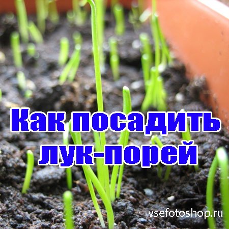 Как посадить лук-порей (2013) WebRip