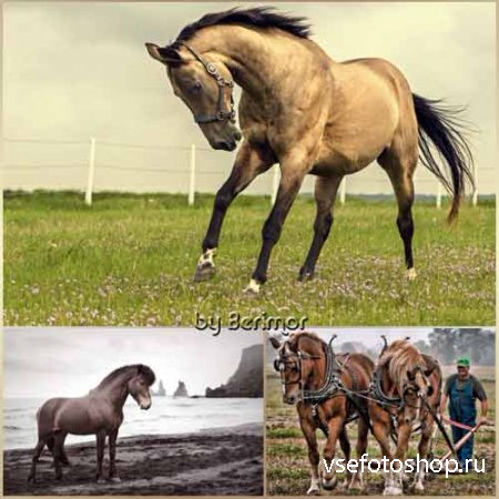 Изысканные и неимоверно великолепные лошади.