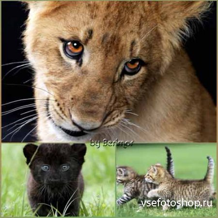 Великолепные  и разнородные котята, тигринята и левенята.