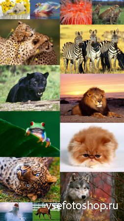 World of Beautiful Animals Wallpapers