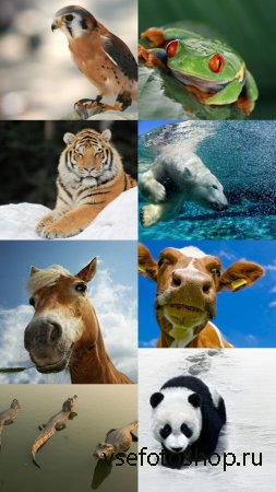 World of Beautiful Animals Wallpapers Set 3