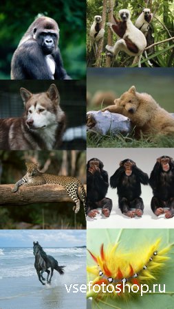 World of Beautiful Animals Wallpapers Set 4