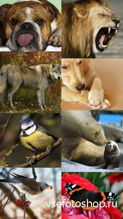 World of Beautiful Animals Wallpapers Set 6