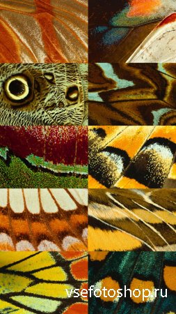Varied Textures Wings of Birds and Butterflies Set 1