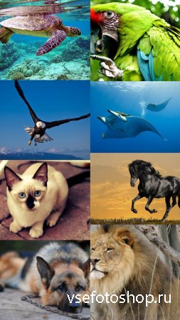 World of Beautiful Animals Wallpapers Set 8