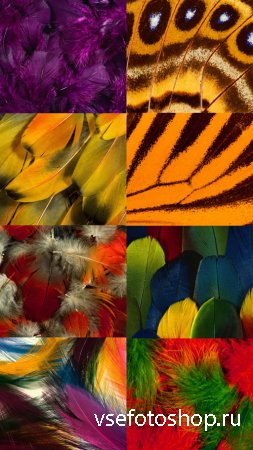Varied Textures Wings of Birds and Butterflies Set 2
