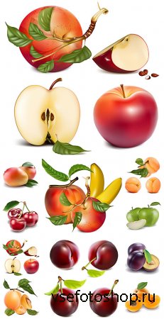     , , ,  / Fruits and berries vector, ...