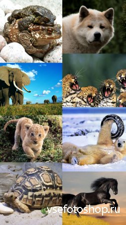World of Beautiful Animals Wallpapers Set 31
