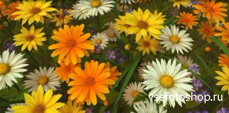 Футаж - Полевые цветы