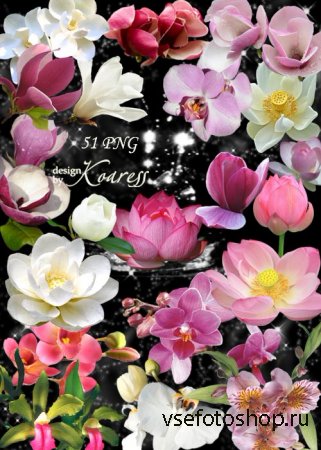 Png клипарт для фотошопа с экзотическими цветами - Лотосы, водяные лилии, о ...