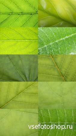Green leaves Textures JPG Files