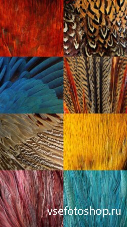Feather Textures JPG Files