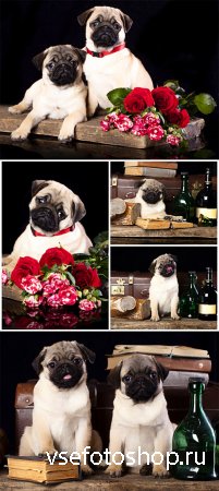    / Purebred pug puppies - Stock photo